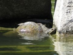 Hydromedusa tectifera