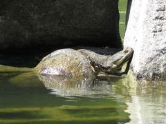 Hydromedusa tectifera