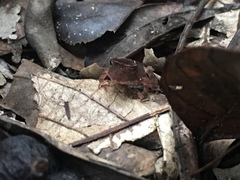 Proceratophrys renalis