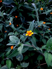 Sclerocarpus phyllocephalus