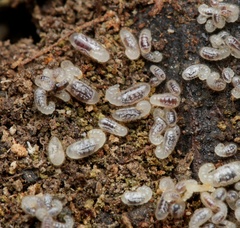 Rhytidoponera victoriae