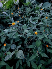 Sclerocarpus phyllocephalus