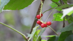 Schisandra sphenanthera