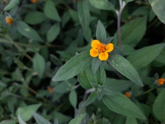 Sclerocarpus phyllocephalus
