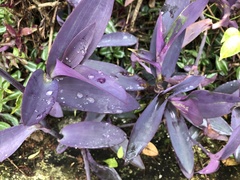 Tradescantia pallida