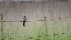 Tyrannus melancholicus