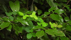 Akebia trifoliata