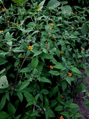 Sclerocarpus phyllocephalus