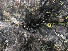 Umbilicaria cylindrica
