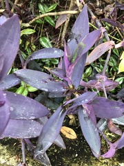 Tradescantia pallida