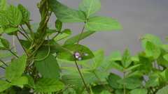 Glycine max soja