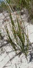 Restio eleocharis