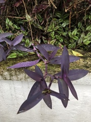 Tradescantia pallida