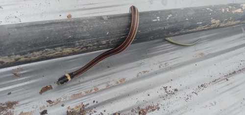 Tantilla gottei