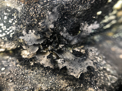 Umbilicaria cylindrica