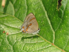 Rubroserrata ecbatana