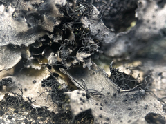 Umbilicaria cylindrica