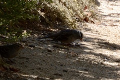 Zonotrichia leucophrys