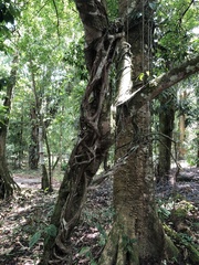 Psittacanthus mayanus