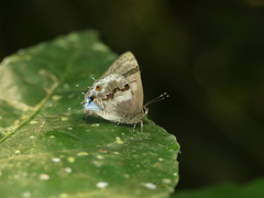 Rubroserrata ecbatana