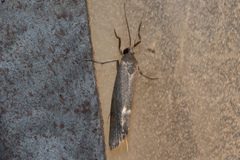 Cisthene dorsimacula