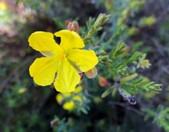 Hibbertia devitata