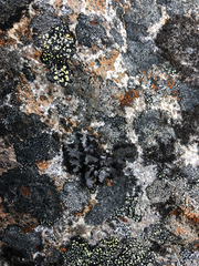 Umbilicaria cylindrica