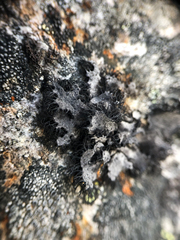 Umbilicaria cylindrica