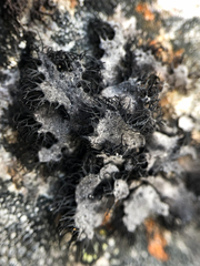 Umbilicaria cylindrica