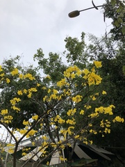 Handroanthus umbellatus