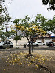 Handroanthus umbellatus