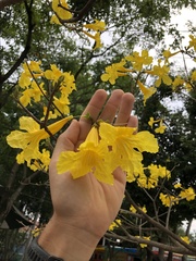 Handroanthus umbellatus