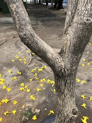 Handroanthus umbellatus