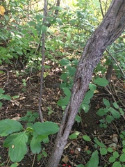 Crataegus canadensis