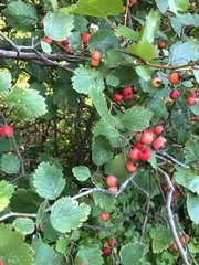 Crataegus canadensis