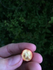 Crataegus canadensis