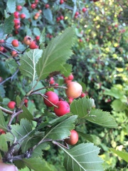Crataegus canadensis