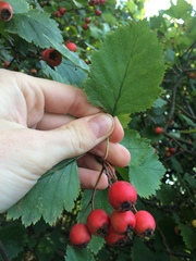 Crataegus canadensis