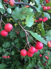 Crataegus canadensis
