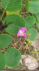 Canavalia rosea
