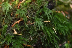 Leucolepis