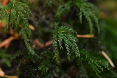 Leucolepis