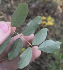 Phloeospora robiniae