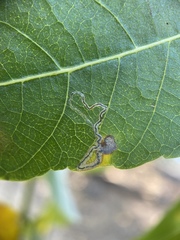 Stigmella longisacca
