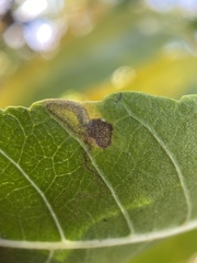 Stigmella longisacca