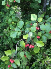 Crataegus chrysocarpa phoeniceoides