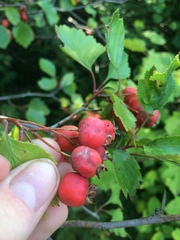 Crataegus chrysocarpa phoeniceoides