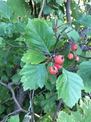 Crataegus chrysocarpa phoeniceoides