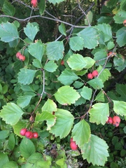 Crataegus chrysocarpa phoeniceoides