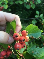 Crataegus chrysocarpa phoeniceoides